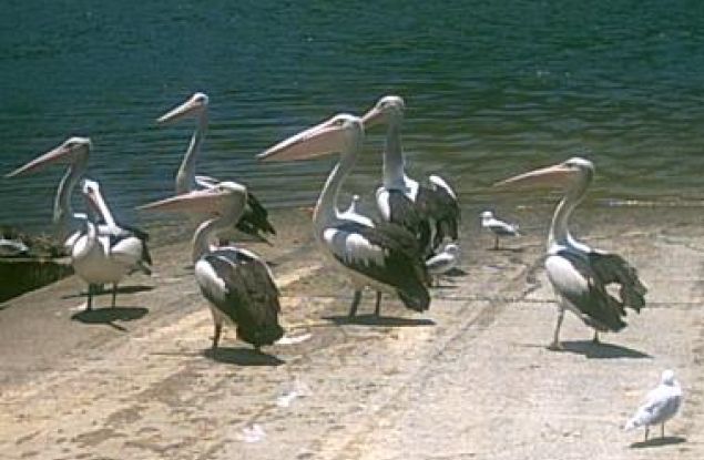 Pelicans on the boat ramp